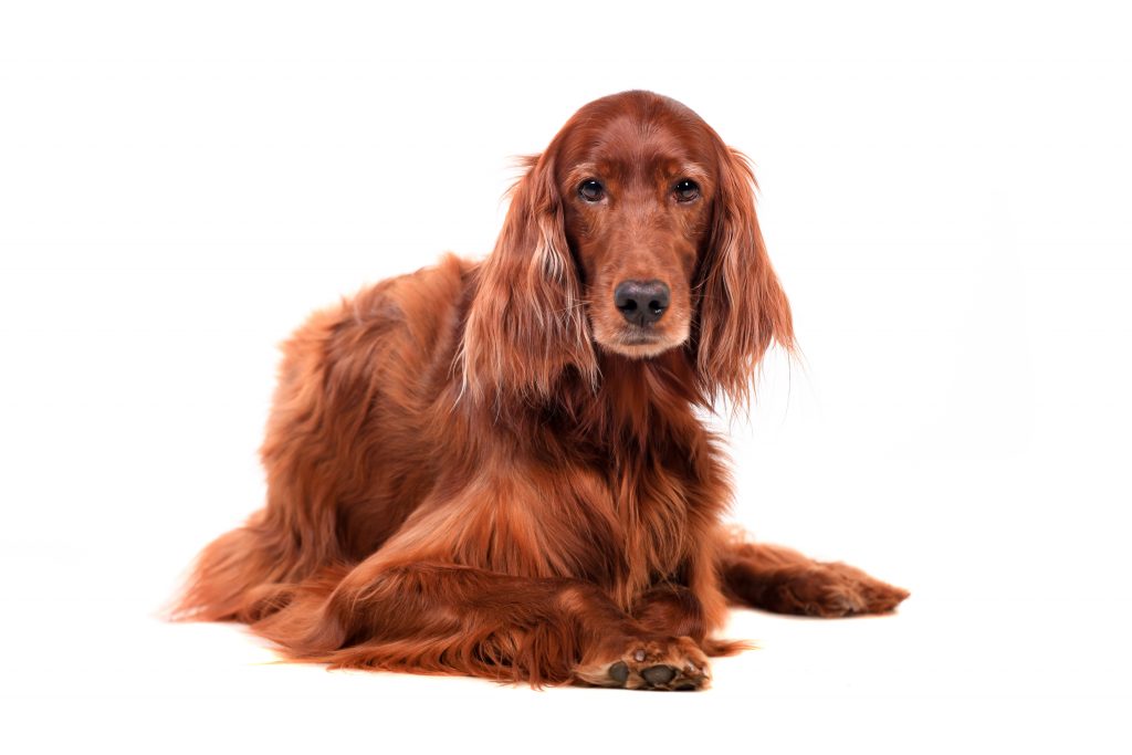 Irish Red Setter Hund