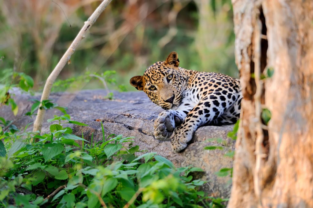 Leopard Sri Lanka