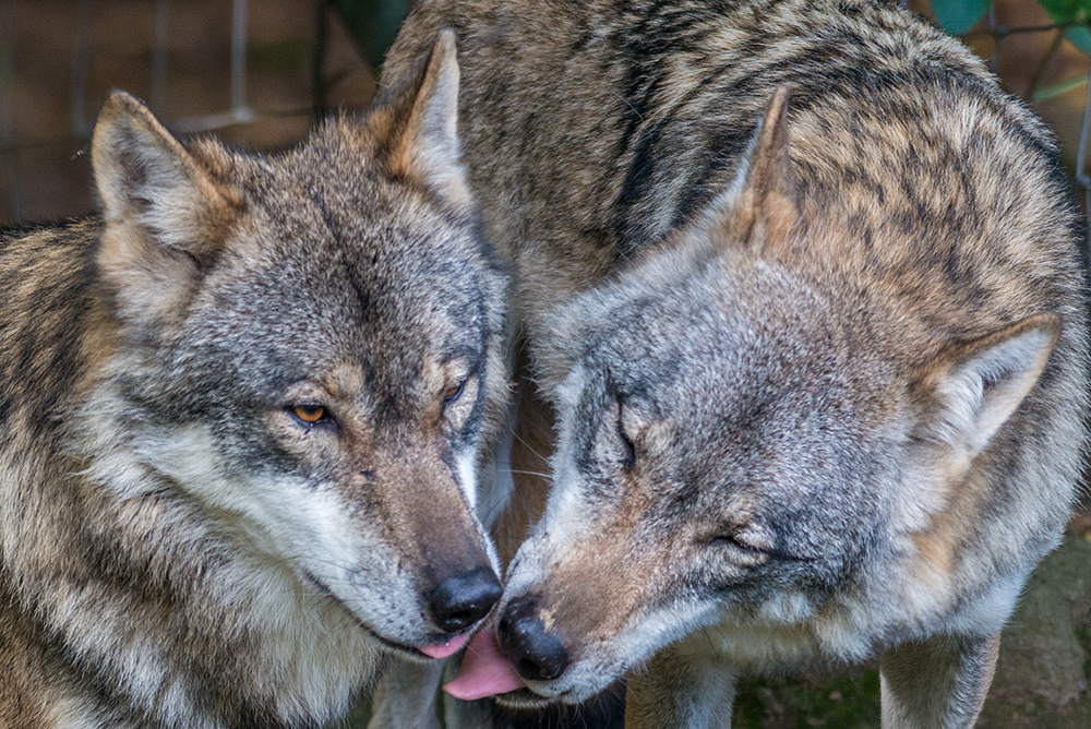 Tierpark Altenfelden1