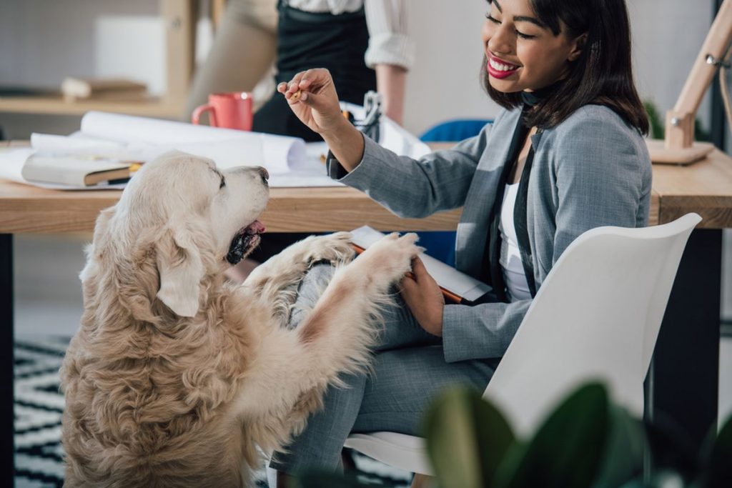 Bürohund Darum sollten Sie Ihren Hund mitnehmen familiii