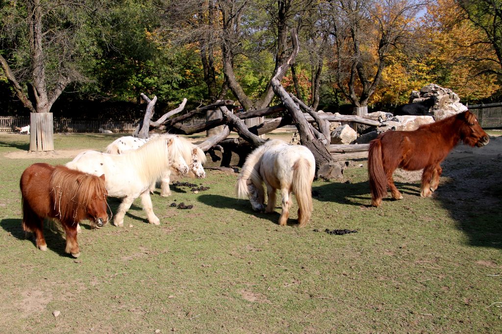 Mini Appaloosa im Streichelzoo