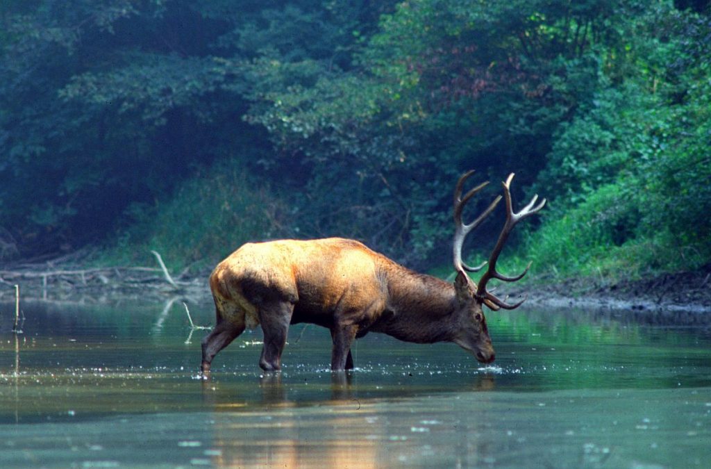 Nationalpark Donau-Auen Rothirsch