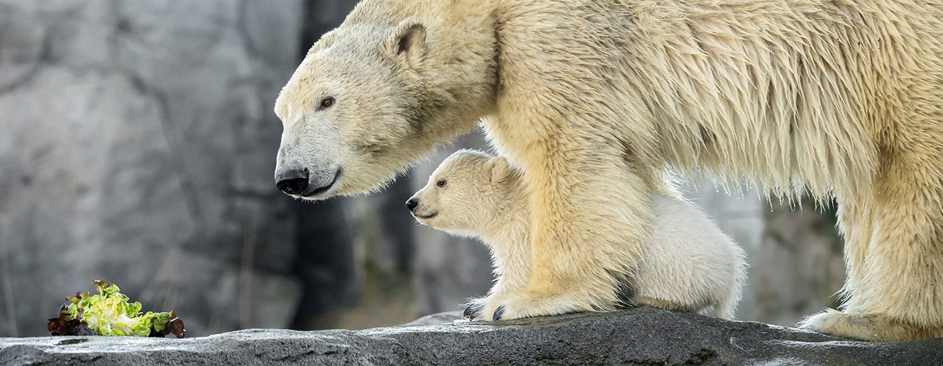 Name für Eisbär-Baby im Zoo Schönbrunn gesucht, Tierbaby