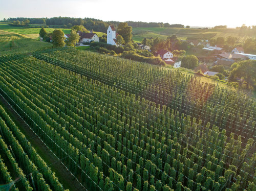 Hallertau; Holledau; Hopfen; Hopfenernte; Rannertshofen; Präsentation SZ, Luftbild