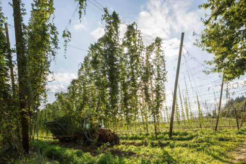 Der Hopfen-Lehrpfad in Hallertau