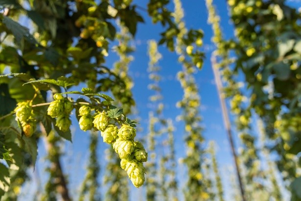 Hopfen Czech Tourism