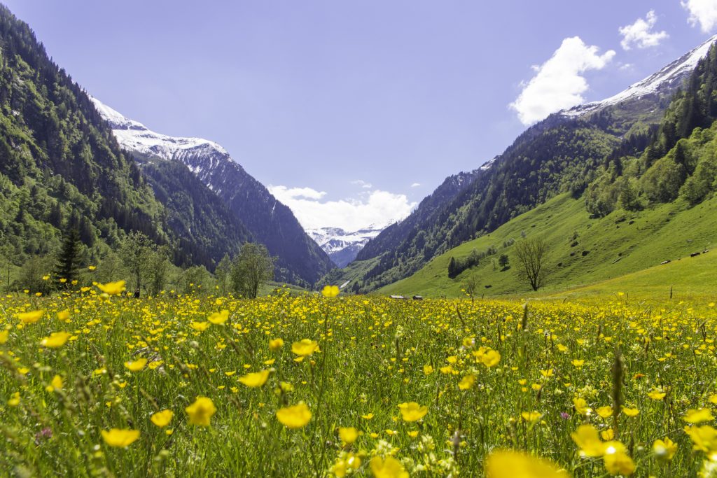 bluehende_fruehlingswiese_im_seidlwinkltal_c_florian_bachmeier_tourismusverband_rauris