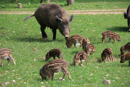 Top-Ausflugsziele Niederösterreich:Naturpark Sparbach