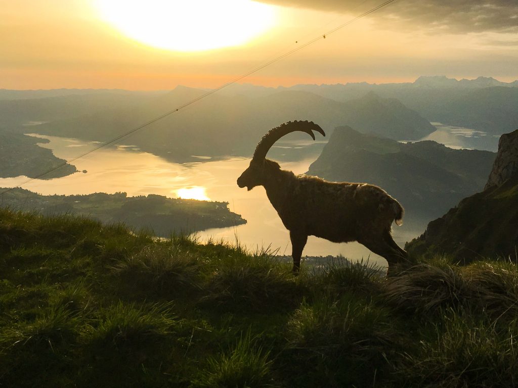 Steinbock bei Sonnenaufgang am Pilatus