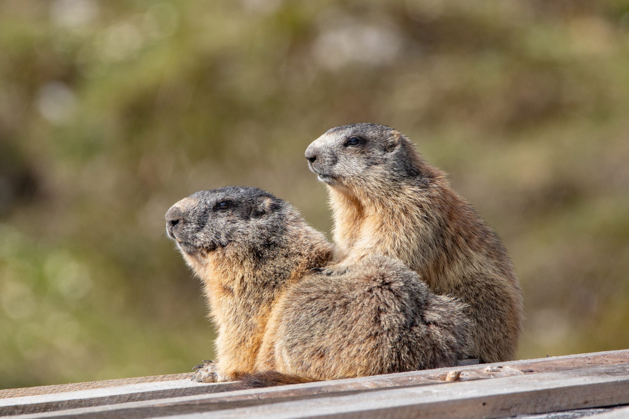 murmeltiere_geniessen_die_frische_bergluft_axamer_lizum