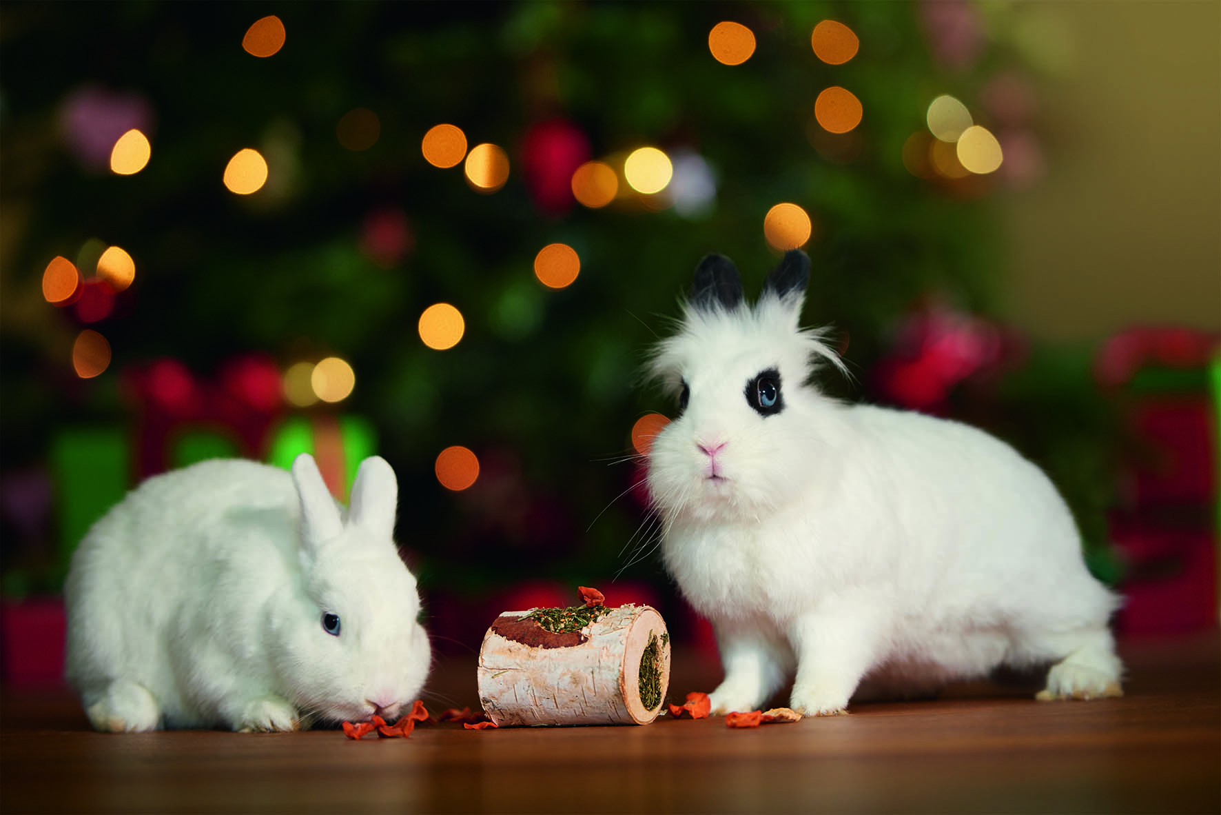 Fressnapf Setzt Ein Zeichen: Tiere Sind Kein Weihnachtsgeschenk