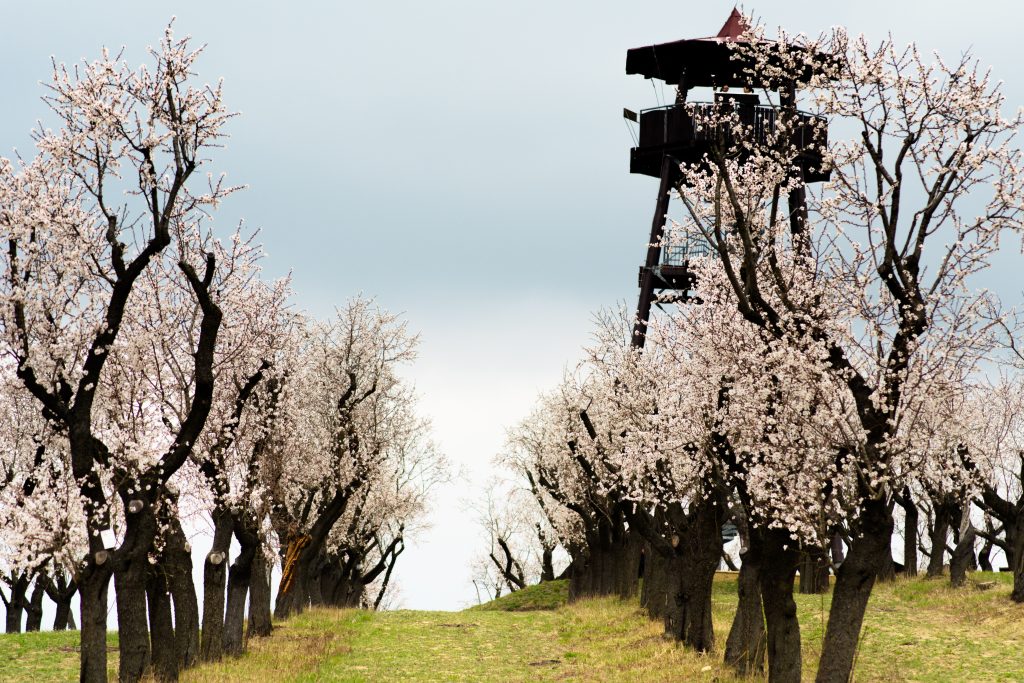 Almond,Orchard,Near,Hustopece,,Czech,Republic,,Europe