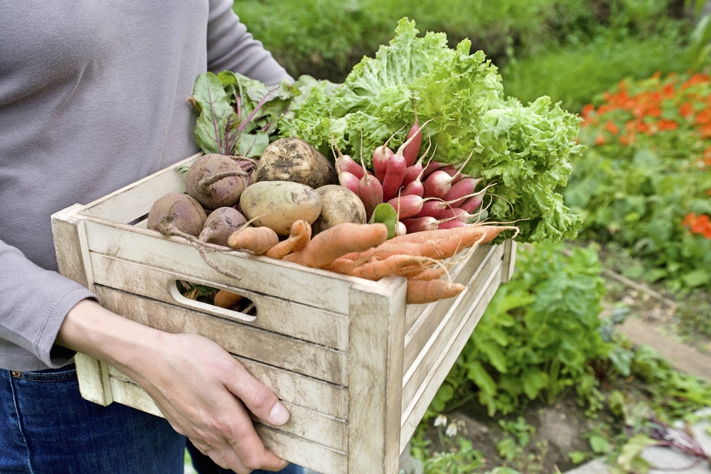 Midsection,Of,Woman,Carrying,Crate,With,Freshly,Harvested,Vegetables,In