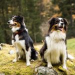 hunde_c_martin_karnutsch_wanderhotel_vinschgerhof