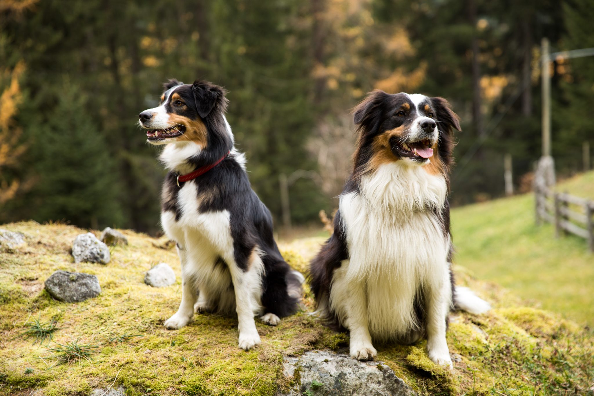 hunde_c_martin_karnutsch_wanderhotel_vinschgerhof