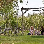 picknick_im_gruenen_vila_vita_pannonia_pamhagen