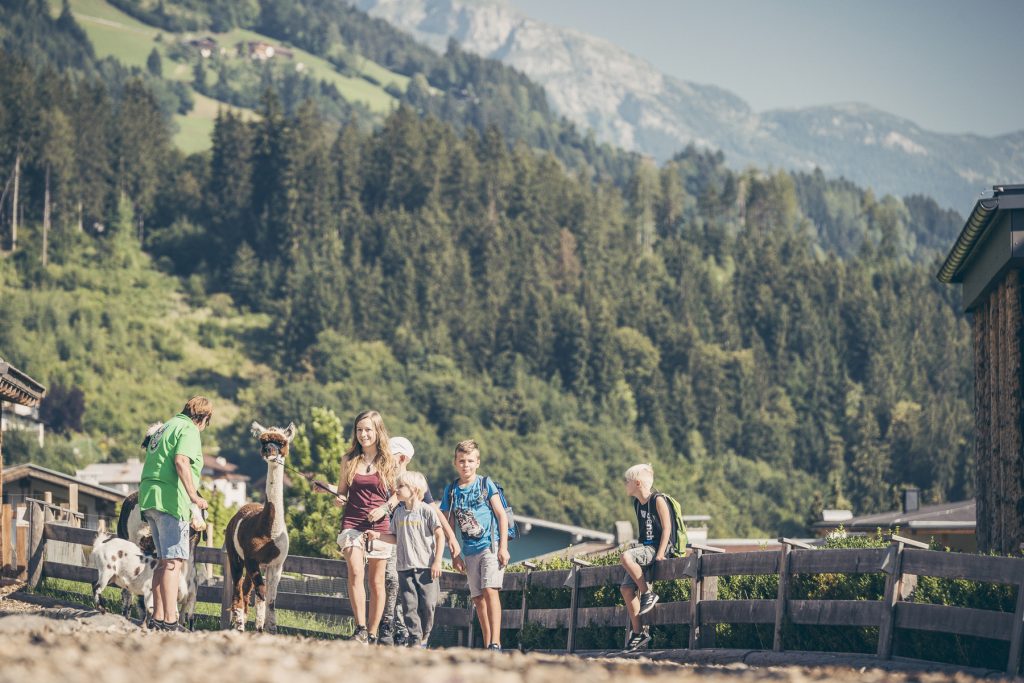 alpaka-wanderung_alpina_zillertal