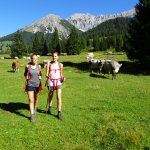 eurohike-wanderreisen-zugspitze-kuehe-wiese-wanderweg