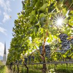 Suedtirol, Algund, Wein, Weinberg, Rotwein, Hintergrund: Pfarrkirche zum Heiligen Josef, Wahrzeichen von Algund