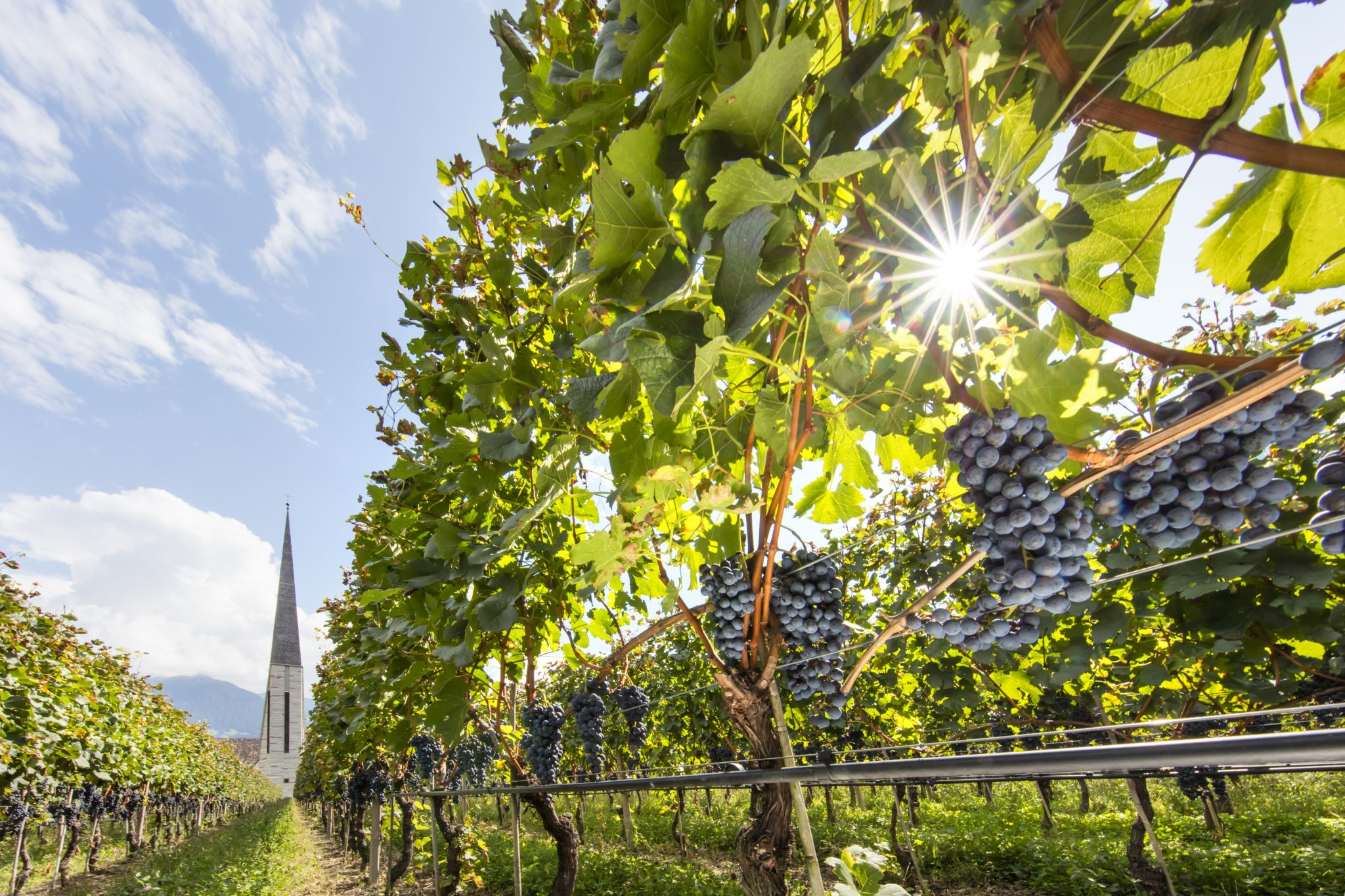 Suedtirol, Algund, Wein, Weinberg, Rotwein, Hintergrund: Pfarrkirche zum Heiligen Josef, Wahrzeichen von Algund