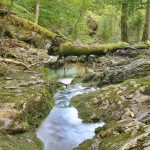 wildnisgebiet-duerrenstein-bach-im-rothwald_christoph-leditznig