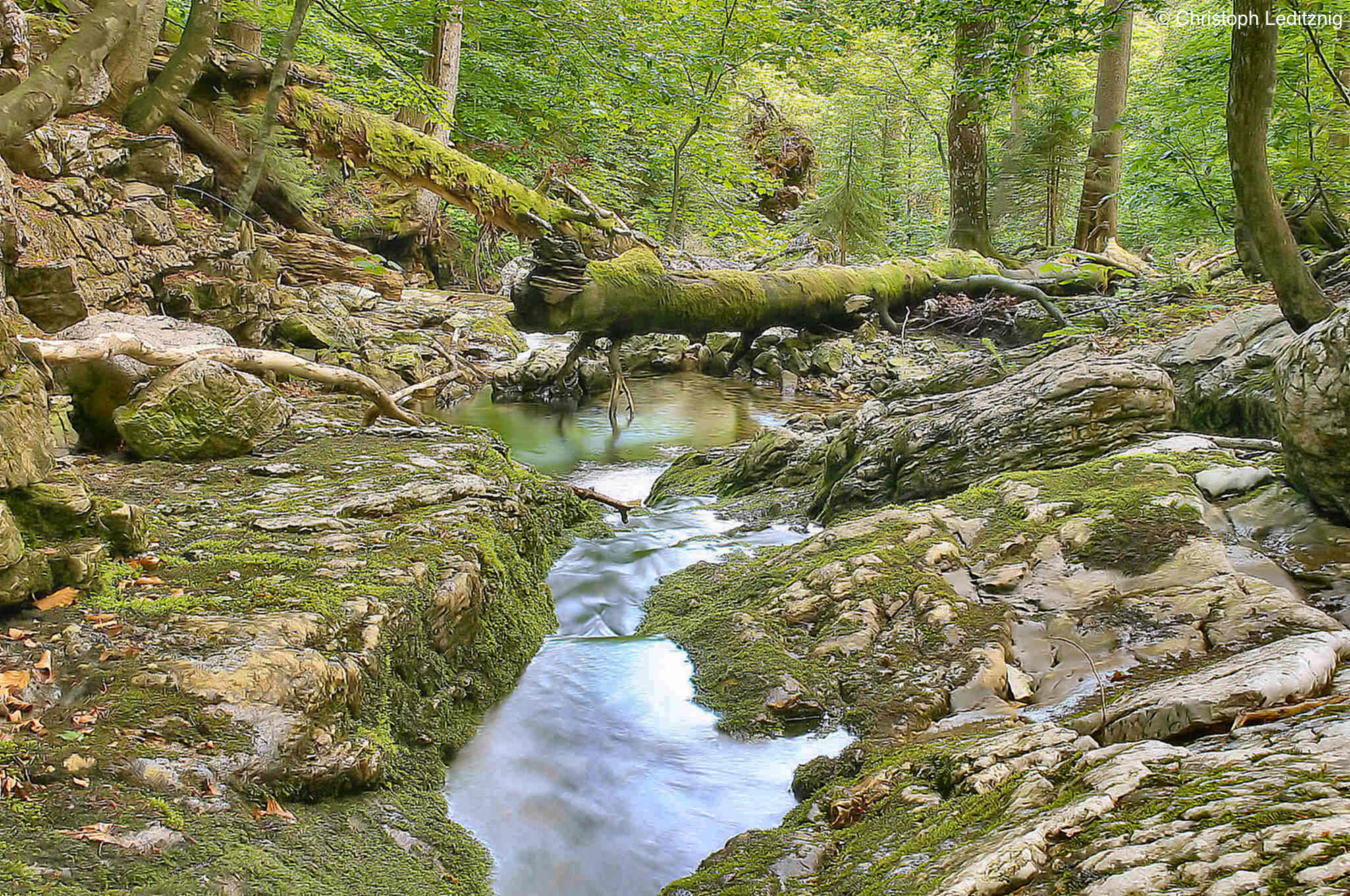 wildnisgebiet-duerrenstein-bach-im-rothwald_christoph-leditznig