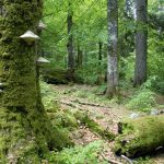 wildnisgebiet-duerrenstein-der-urwald-rothwald_theo-kust-wgd1167