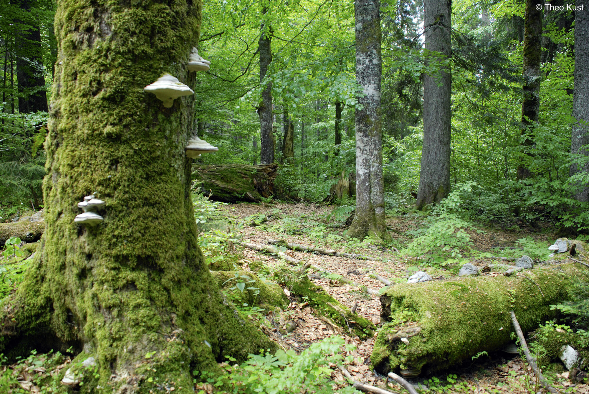 wildnisgebiet-duerrenstein-der-urwald-rothwald_theo-kust-wgd1167