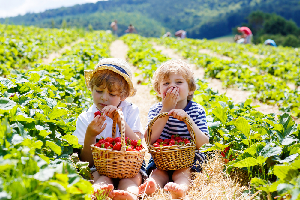 Two,Little,Sibling,Kid,Boys,Having,Fun,On,Strawberry,Farm