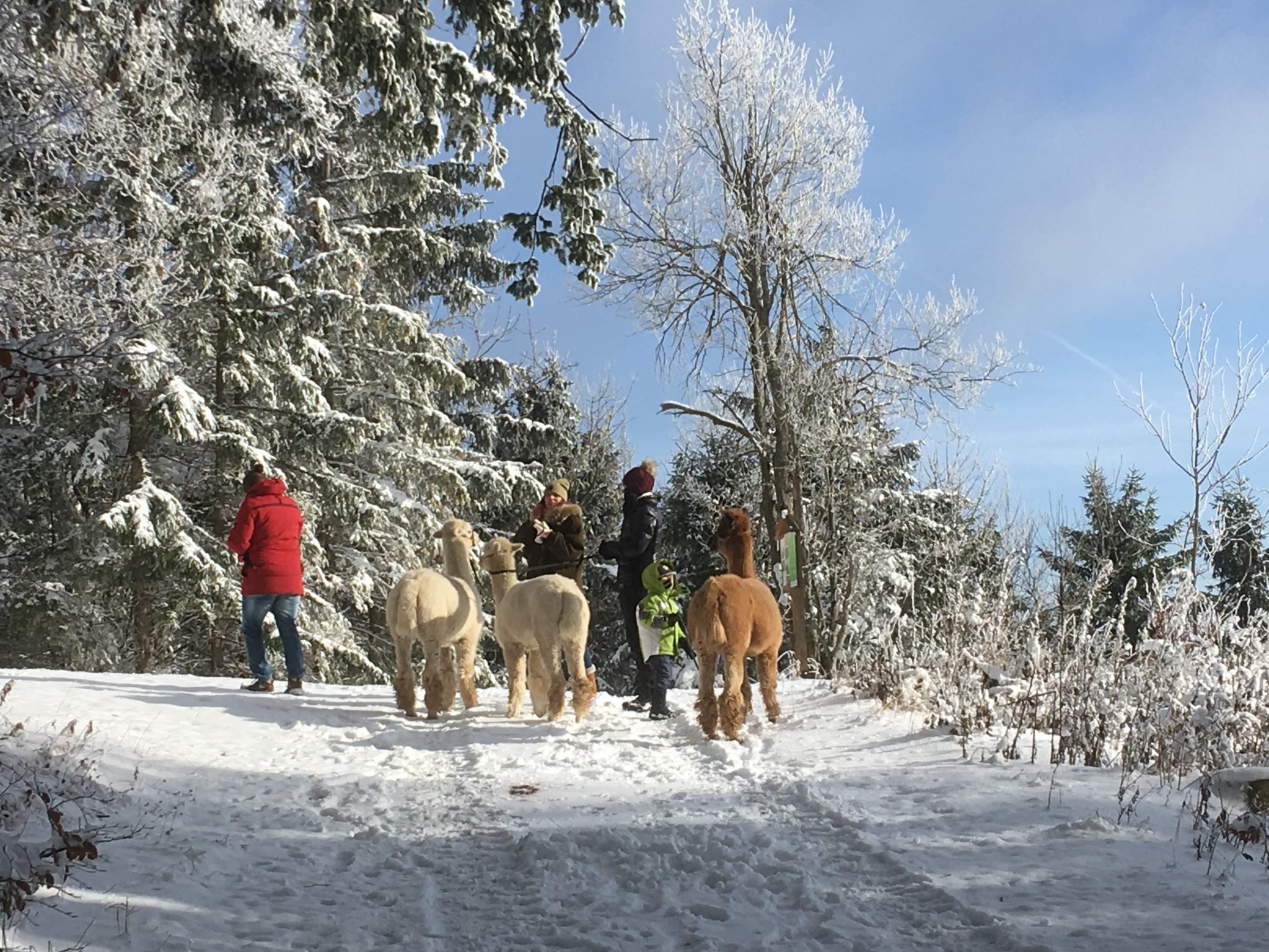 Naturpark Hohe Wand-1