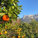 eurohike-wanderreisen-mallorca-orangen-trans-tramuntana-gebirge