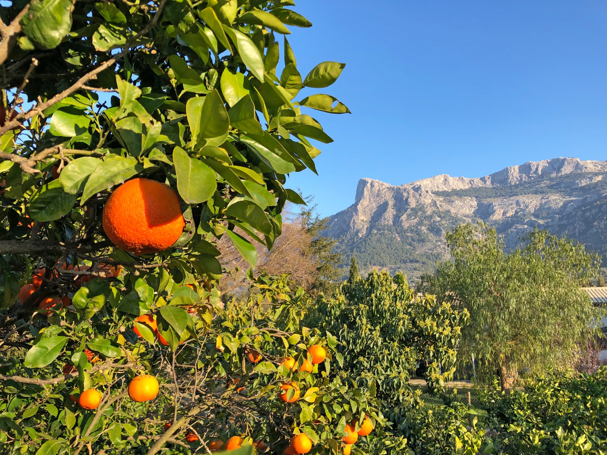 eurohike-wanderreisen-mallorca-orangen-trans-tramuntana-gebirge