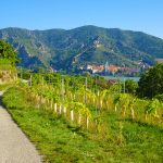 eurohike-wanderreisen-welterbesteig-wachau-duernstein-wein