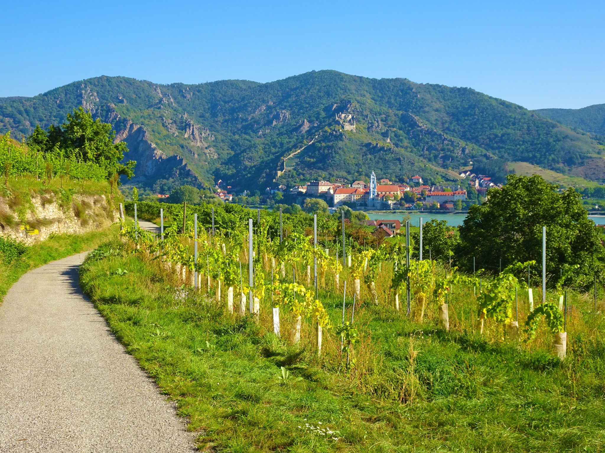 eurohike-wanderreisen-welterbesteig-wachau-duernstein-wein