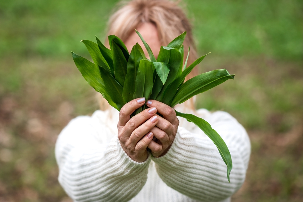 Wild,Garlic,(allium,Ursinum),In,Female,Hand.,Woman,Holding,Bunch