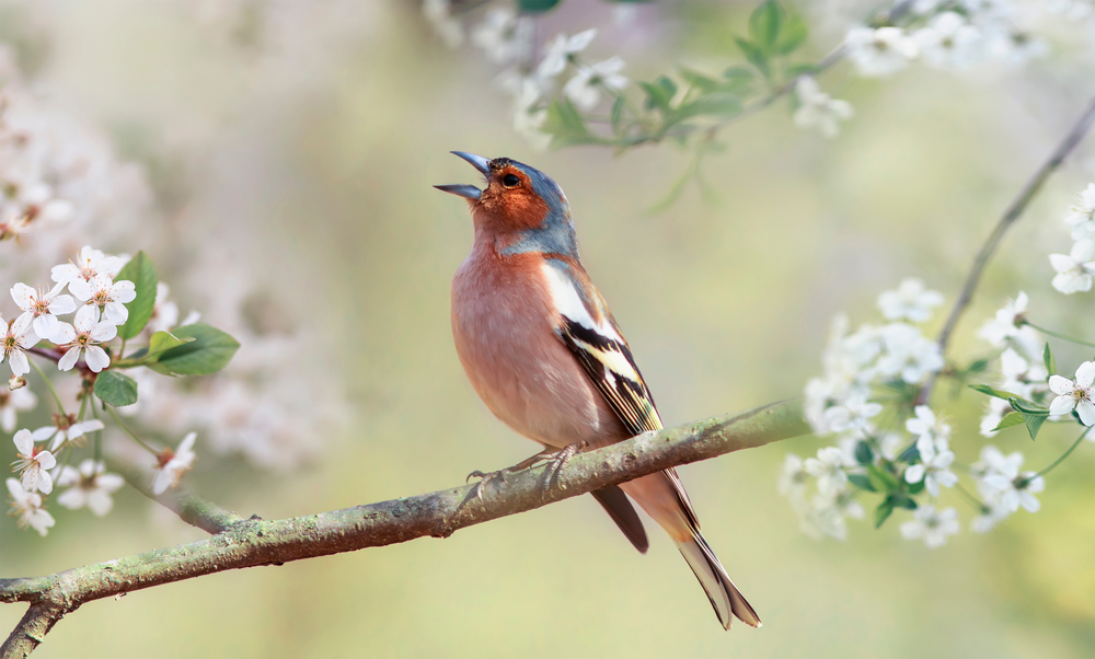 Songbird,Finch,Sings,On,A,Branch,Of,Cherry,Trees,With