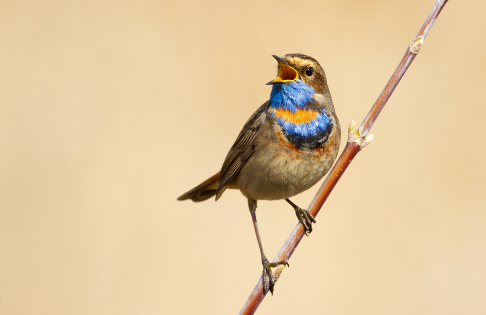 Bluethroat,,Luscinia,Svecica.,Singing,Bird,Sitting,On,A,Branch