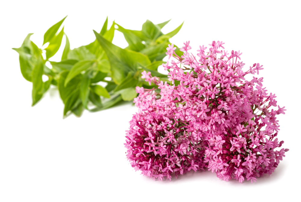 Baldrian Red,Valerian,Flowers,Isolated,On,White,Background