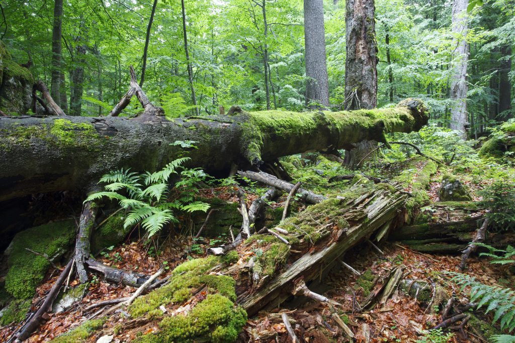 Wildnisgebiet Dürrenstein-Lassingtal