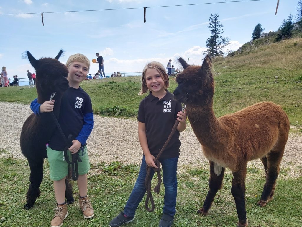 Alpakas beim Kindertag auf der Rax