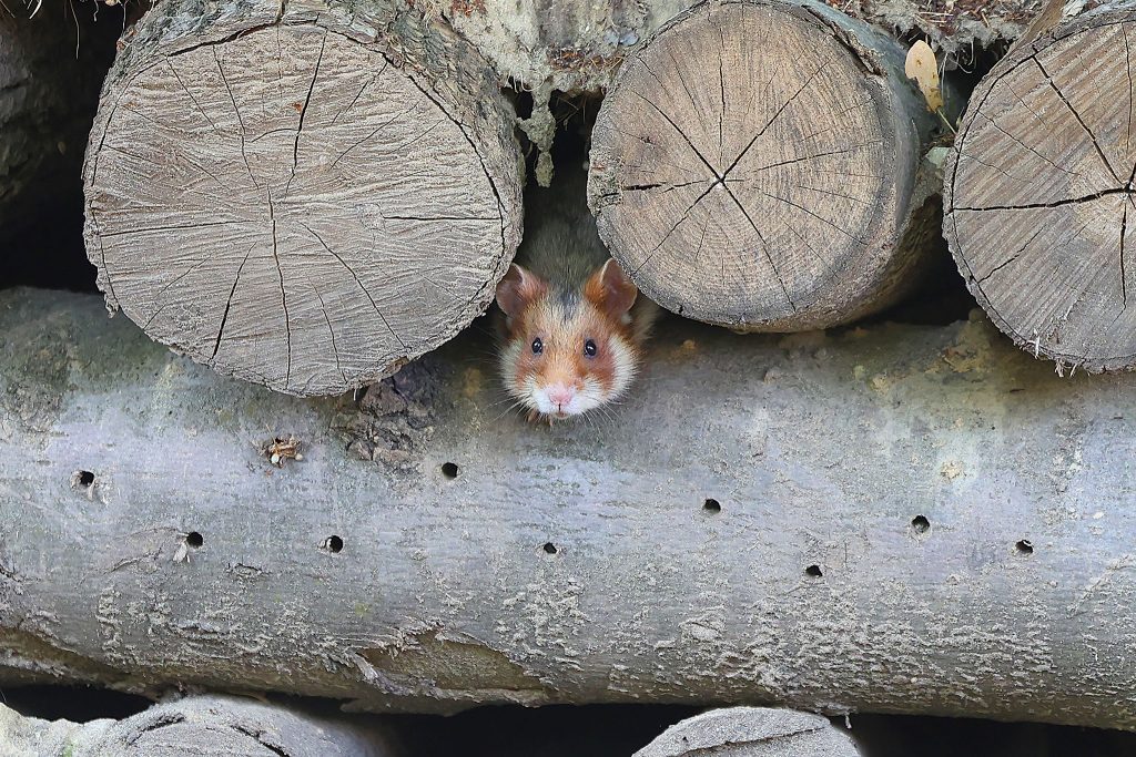 Die Hamster fühlen sich wohl im Kindergarten Neilreichgasse.