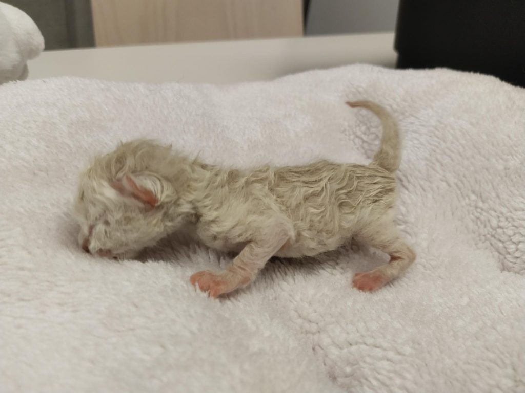 Scottish Fold Kitten