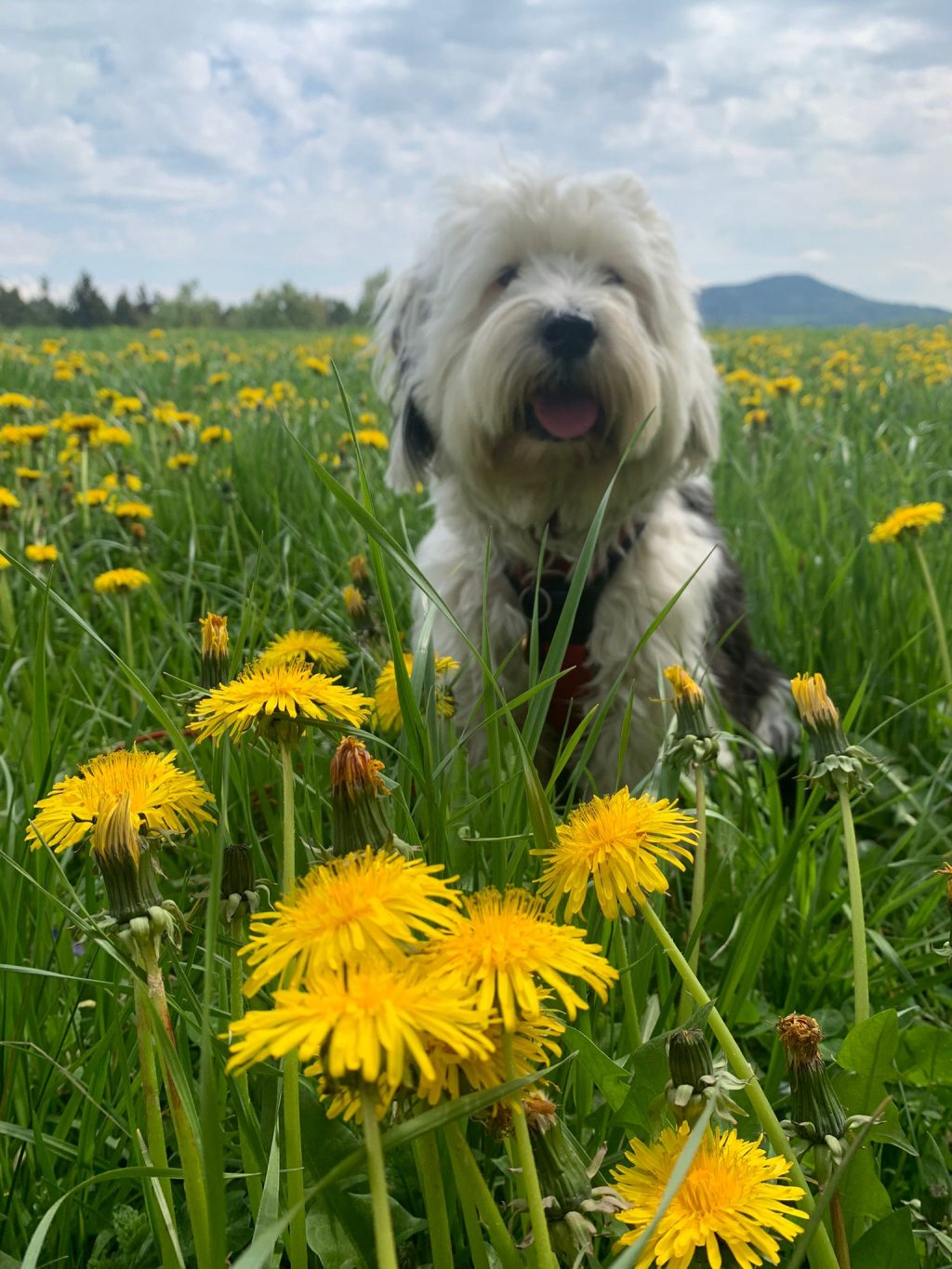 Hund ROBIN liebt hohe Wiesen @kinderdorf