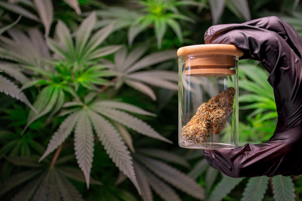 Hand,Scientist,Holding,A,Laboratory,Glass,Jar,With,Marijuana,Buds