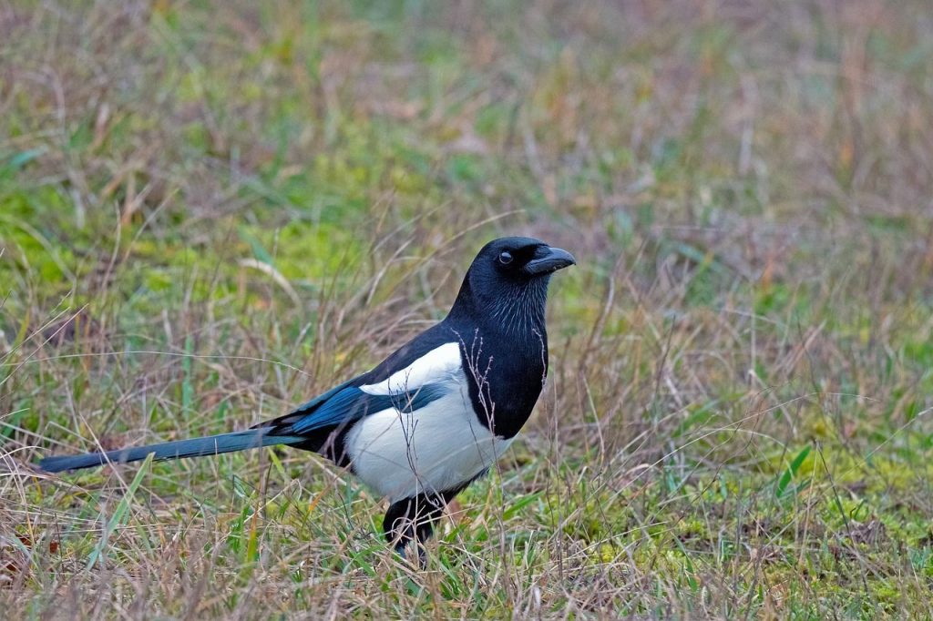 Elster_Foto_Pixabay_Georg_Wietschorke_magpie-6887127_1280